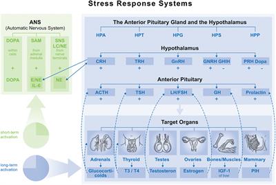 Stress and Alterations in Bones: An Interdisciplinary Perspective